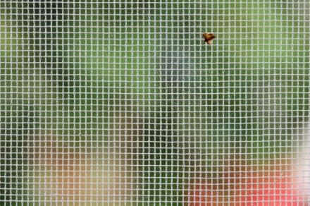 Cómo limpiar las mosquiteras